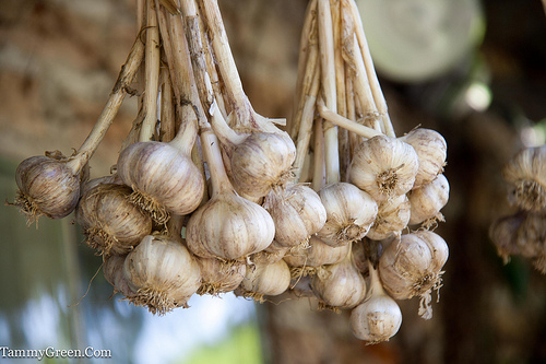 Hanging Garlic